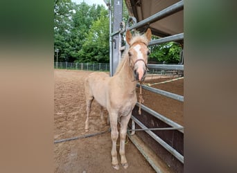 Haflinger, Hengst, Fohlen (03/2026), 150 cm, Fuchs