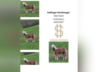 Haflinger, Hengst, Fohlen (03/2026), 150 cm, Fuchs