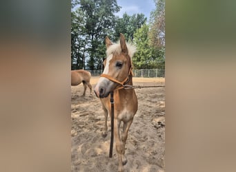 Haflinger, Hengst, Fohlen (03/2026), 150 cm, Fuchs
