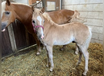 Haflinger, Hengst, Fohlen (05/2023), 150 cm, Fuchs