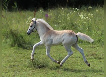 Haflinger, Hengst, Fohlen (05/2024), 150 cm, Fuchs