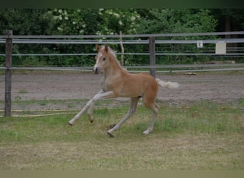 Haflinger, Hengst, , 152 cm