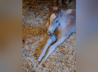 Haflinger, Hengst, , 152 cm