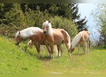 Haflinger, Hengst, , 152 cm, Fuchs