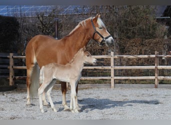 Haflinger, Hengst, , 152 cm, Fuchs