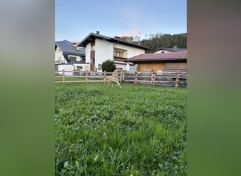 Haflinger, Hengst, , 152 cm, Fuchs