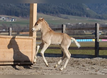 Haflinger, Hengst, , 152 cm, Fuchs