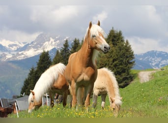 Haflinger, Hengst, , 152 cm, Fuchs