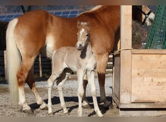 Haflinger, Hengst, , 152 cm, Fuchs