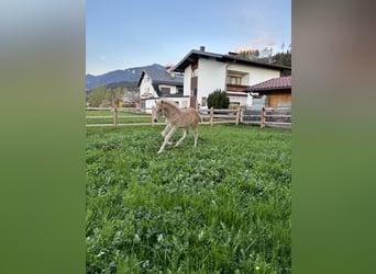 Haflinger, Hengst, , 152 cm, Fuchs