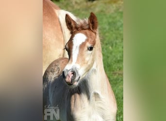 Haflinger, Hengst, Fohlen (03/2025), 152 cm, Fuchs