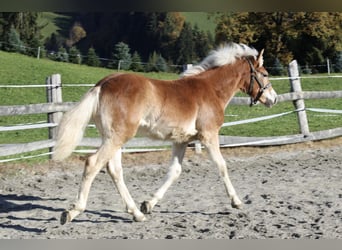 Haflinger, Hengst, Fohlen (03/2025), 152 cm, Fuchs