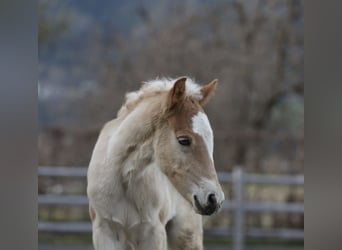 Haflinger, Hengst, Fohlen (03/2026), 152 cm, Fuchs