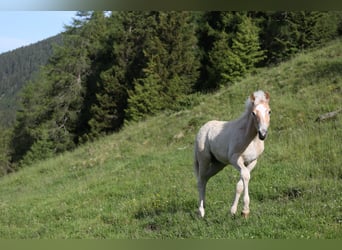 Haflinger, Hengst, Fohlen (03/2026), 152 cm, Fuchs