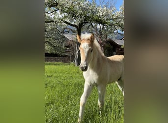 Haflinger, Hengst, Fohlen (03/2026), 152 cm, Fuchs