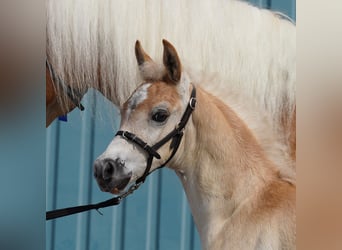 Haflinger, Hengst, , 152 cm, Fuchs