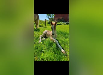 Haflinger, Hengst, Fohlen (05/2023), 153 cm, Fuchs