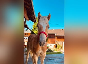 Haflinger, Hengst, Fohlen (03/2026), 153 cm, Fuchs
