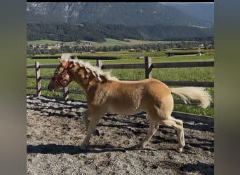 Haflinger, Hengst, Fohlen (03/2026), 153 cm, Fuchs