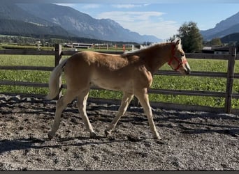 Haflinger, Hengst, Fohlen (03/2026), 153 cm, Fuchs
