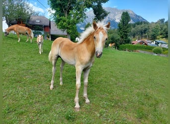 Haflinger, Hengst, Fohlen (04/2023), 153 cm, Fuchs