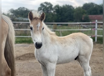 Haflinger, Hengst, Fohlen (05/2024), 154 cm