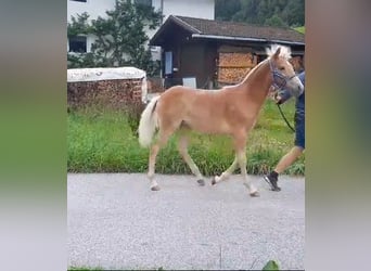 Haflinger, Hengst, Fohlen (02/2024), 154 cm, Fuchs