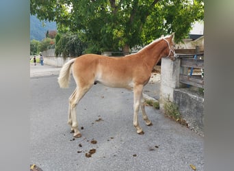 Haflinger, Hengst, Fohlen (03/2024), 155 cm