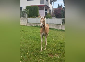 Haflinger, Hengst, Fohlen (03/2024), 155 cm