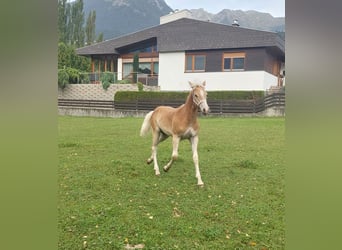 Haflinger, Hengst, Fohlen (03/2024), 155 cm