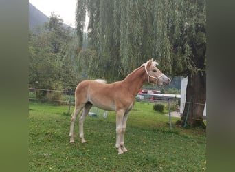 Haflinger, Hengst, Fohlen (03/2024), 155 cm