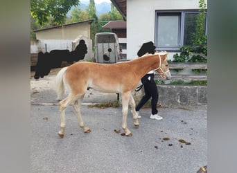 Haflinger, Hengst, Fohlen (03/2024), 155 cm