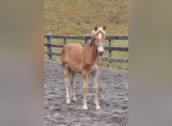 Haflinger, Hengst, Fohlen (03/2026), 155 cm, Falbe