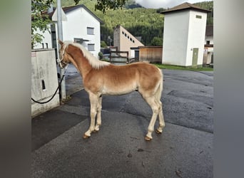 Haflinger, Hengst, Fohlen (02/2025), 155 cm