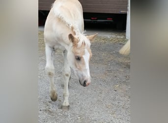 Haflinger, Hengst, , 155 cm