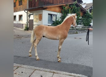 Haflinger, Hengst, Fohlen (04/2024), 155 cm