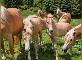 Haflinger, Hengst, Fohlen (03/2023), 155 cm