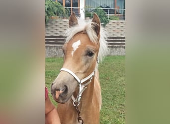 Haflinger, Hengst, Fohlen (04/2024), 155 cm