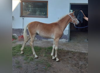 Haflinger, Hengst, Fohlen (03/2023), 155 cm