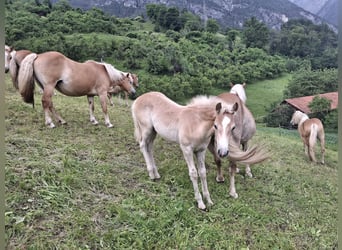 Haflinger, Hengst, , 155 cm