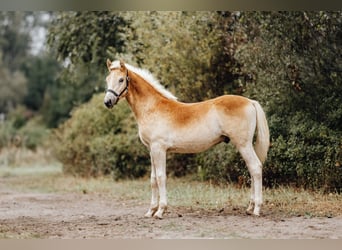 Haflinger, Hengst, Fohlen (04/2024), 155 cm, Fuchs