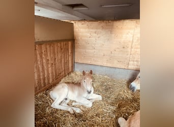 Haflinger, Hengst, , 155 cm, Fuchs