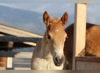Haflinger, Hengst, , 155 cm, Fuchs