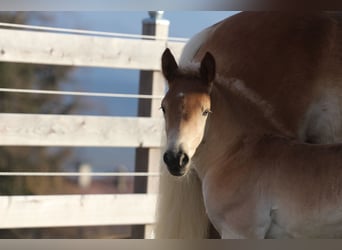 Haflinger, Hengst, , 155 cm, Fuchs