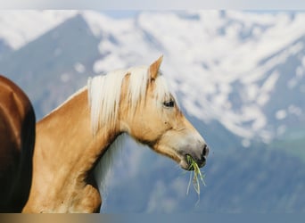 Haflinger, Hengst, , 155 cm, Fuchs