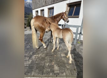 Haflinger, Hengst, , 155 cm, Fuchs