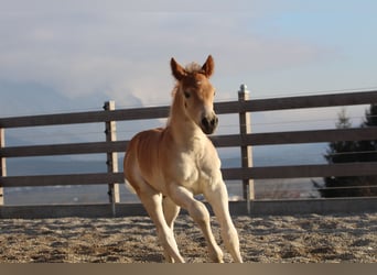 Haflinger, Hengst, , 155 cm, Fuchs