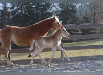 Haflinger, Hengst, , 155 cm, Fuchs