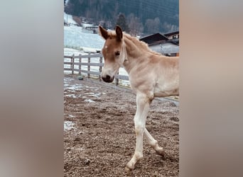 Haflinger, Hengst, , 155 cm, Fuchs