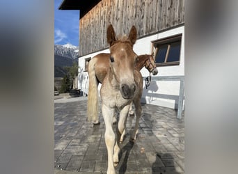 Haflinger, Hengst, , 155 cm, Fuchs